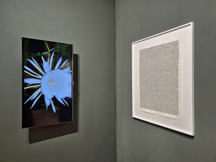 Circadian Bloom & Every Iris